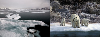 greenland_bearsice